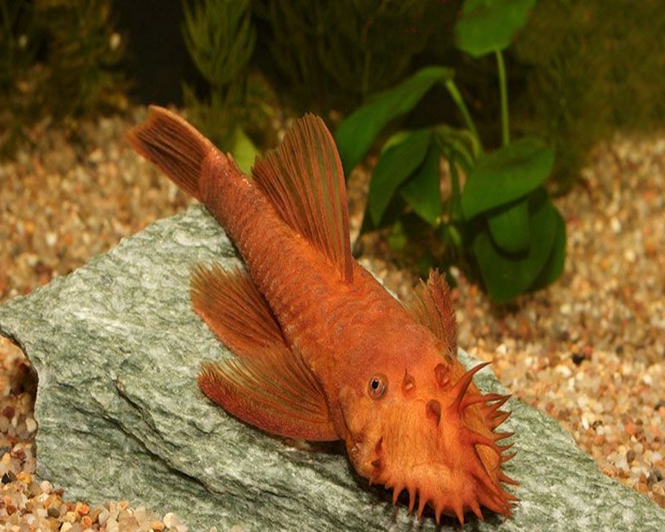 Super Red Bristlenose Ancistrus ~ 4cm